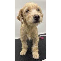 adopt-pet