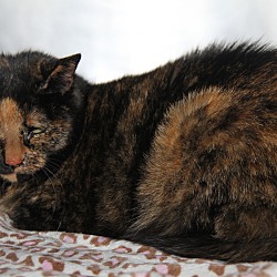 Thumbnail photo of Betty (Declawed & Spayed) #4