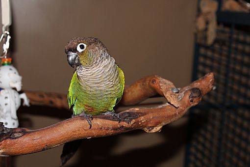 green cheek conure adoption