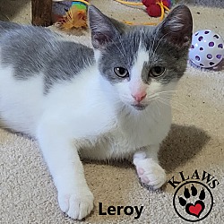 Thumbnail photo of Leroy #2