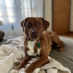 Photo of Piper