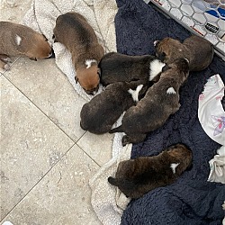 Thumbnail photo of 7 heeler mix pups #2
