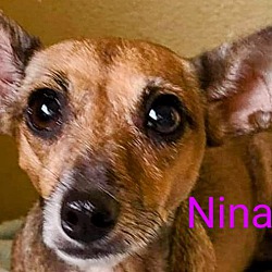 Thumbnail photo of Nina #1