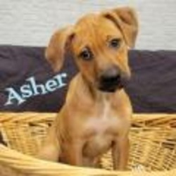 Thumbnail photo of Asher #2