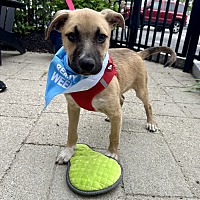 adopt a pet