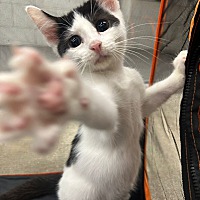 adopt a pet