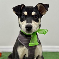 adopt a pet