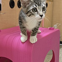 adopt a pet