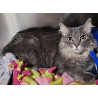 adopt-pet