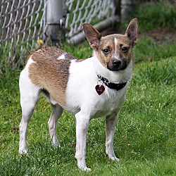 Shiba Inu Puppies For Sale In Oregon Adoptapetcom