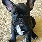 French Bulldog Puppies - Rescue and Adoption Near You