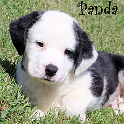 Thumbnail photo of Panda~adopted! #1
