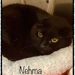 Thumbnail photo of NEHMA #3