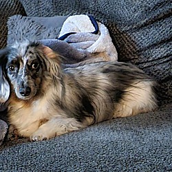 Renton, WA - Dachshund. Meet Luna a Pet for Adoption 