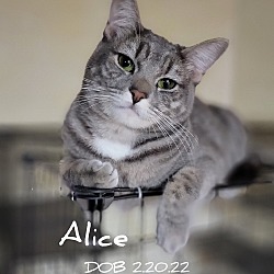 Photo of Alice