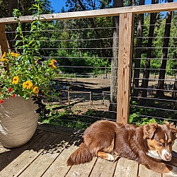 Photo of Nova
