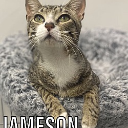 Photo of Jameson