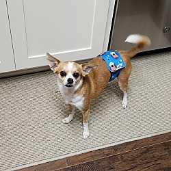 Photo of Buddy