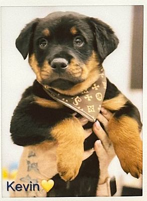 San Diego, CA - Rottweiler. Meet Kevin a Pet for Adoption - AdoptaPet.com