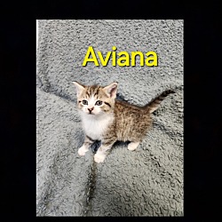 Photo of Aviana