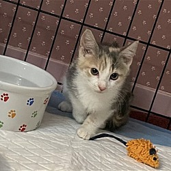 Photo of Athena (dilute little calico)