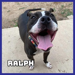 Thumbnail photo of Ralph #1