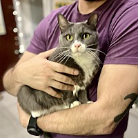adopt a pet