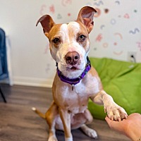 adopt a pet