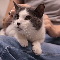 adopt a pet