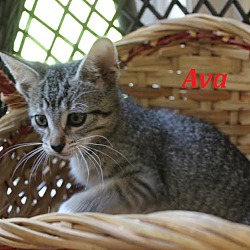 Thumbnail photo of Ava - Adopted Sept 2016 #3