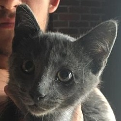 Thumbnail photo of All Gray Kitten #1