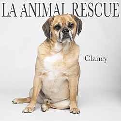 Thumbnail photo of Clancy #1