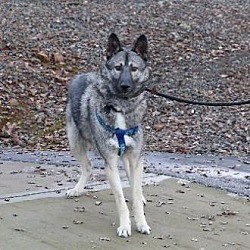 Thumbnail photo of CYSCO #2