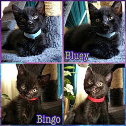 Photo of BINGO & BLUEY