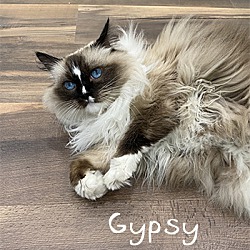Thumbnail photo of Gypsy PENDING #4