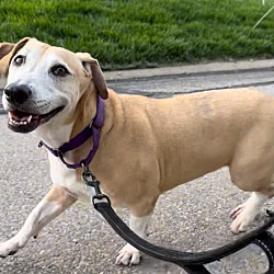 Thumbnail photo of Adele (Fostered in Pittsburgh) #1