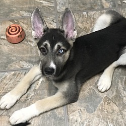 Photo of Shepsky Puppies