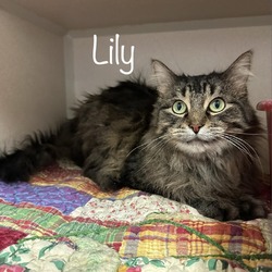 Photo of Lily 23704
