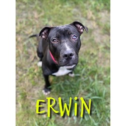 Photo of ERWIN