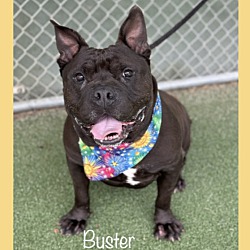 Thumbnail photo of BUSTER #4