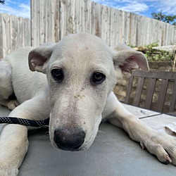 Thumbnail photo of Becklee (12wk PUPPY) #3