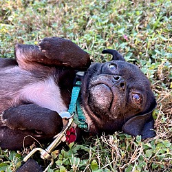 Thumbnail photo of Maui Brave and Playful Pug #3