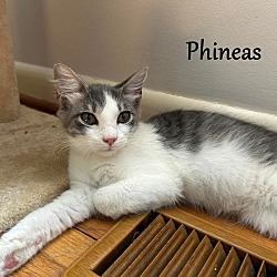 Thumbnail photo of Phineas #1