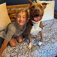 adopt a pet