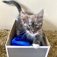 adopt a pet
