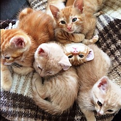 Thumbnail photo of Orange Kittens and Mom #1