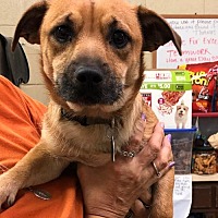 Amarillo Spca In Amarillo, Texas