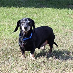 dachshund puppies dfw