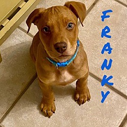 Photo of Franky