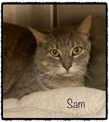 Marietta Ga Domestic Shorthair Meet Sam A Pet For Adoption